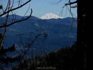 A glimpse of Mt. Adams through the trees