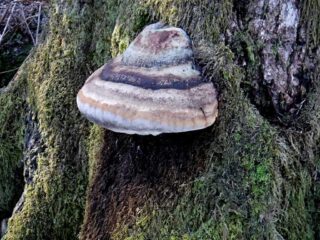 Possibly a hoof fungus on a dead tree