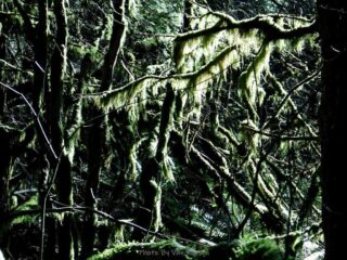 The moss is starting to green up