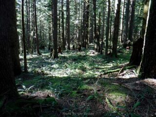 This area is mature second growth forest