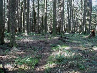 I have decide these are mountain bike trails