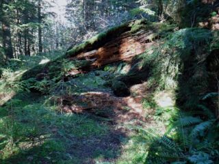 Starting back on old trails and the log began to appear