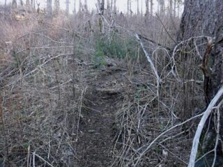 Last part of Devils Fork trail was very brushy