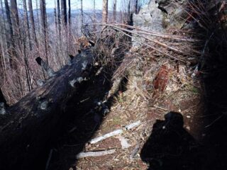 The challenge of big logs to get around begins