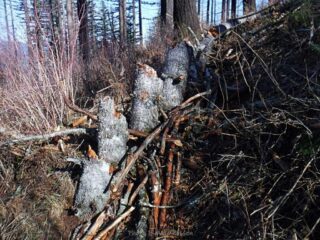 The down tree became the trail and challenging