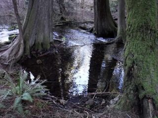 Quit headwaters of Wakeena Creek