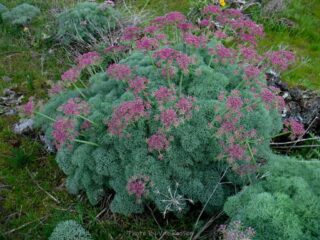 Columbia Desert Parsley was in bloom