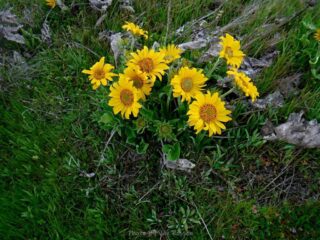The balsamroots were just starting to bloom