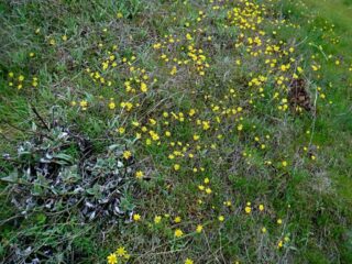 little yellow flowers cover the field in places