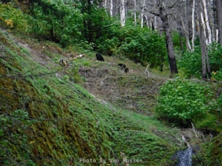 Mamma and cubs heading for the bushes