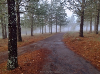 They had been doing thinning so it was very open under the trees