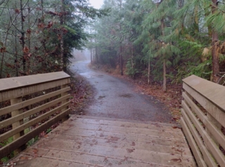 Trail entering into forested area