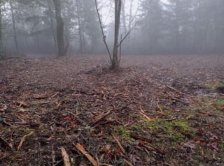 An area had been cleared and mulched