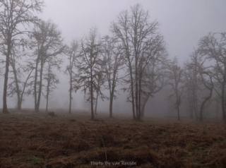 There is a prairie out there somewhere in the fog