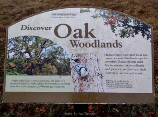 They are bringing back the Oak Woodlands