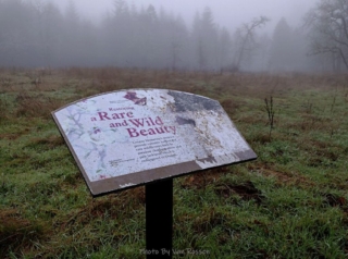 They are bringing back the meadows