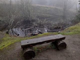 The pond does not look to inviting right now