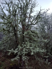 Heavy moss cover on some of the trees