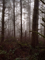 Sun was trying to come out but never made it.