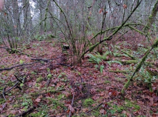 Second growth understory