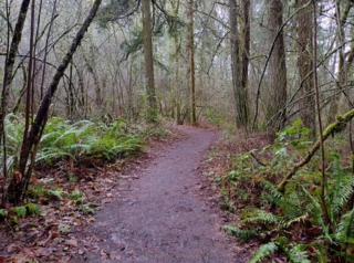 Trail through the woods