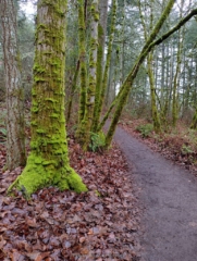 Spring green moss has already started
