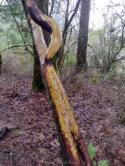 Can't remember the name of this tree