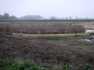 It turned out to be a cold gray day.