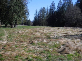 Another fairway field