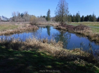 The natural creeks were damned to form ponds