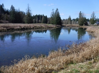 I told that otters have been seen in this pond