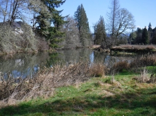 Not many water fowls in these ponds because of dogs