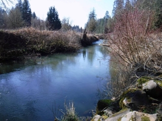 A stretch of Salmon Creek