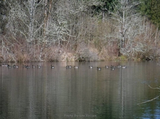 This pond is far enough form trails for water fowl to flourish