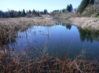 Native cattails are flouring here