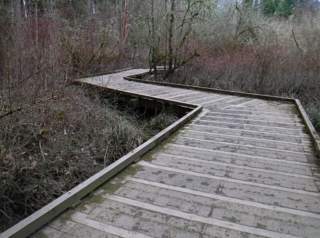 Wood board walk over wetland area