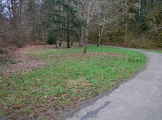 A little open patch along the trail