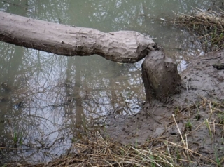 Beaver have been busy here