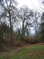 Some tall white oaks