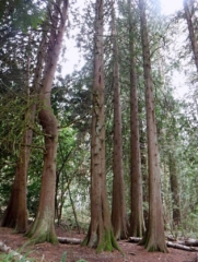 Some tall cedars in this area