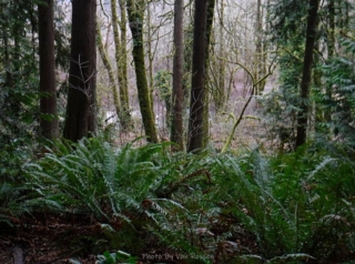 Younger recovering forest vegetation