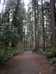 Maturing Douglas fir trees