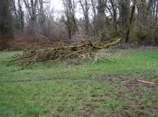 Fallen tree not cleared yet