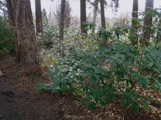 Not any blooms in this area