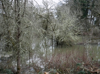 River is over its normal banks