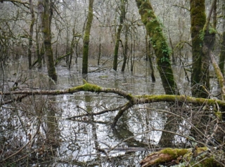 Flooded area