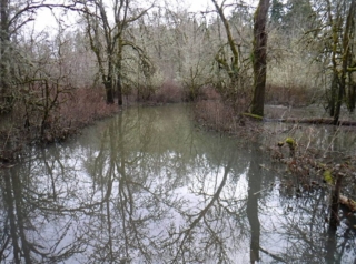 The vegetation shows where the trail would be