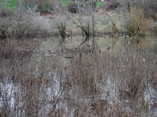 Area now a lake with ducks