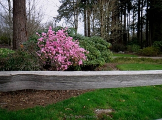 First blooming bush is the season