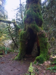 A tree you can climb inside of